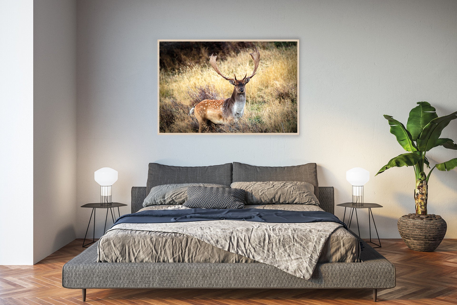 Fallow Buck photo