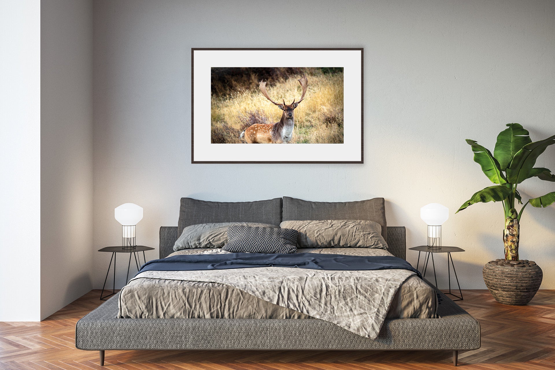 Fallow Buck photo