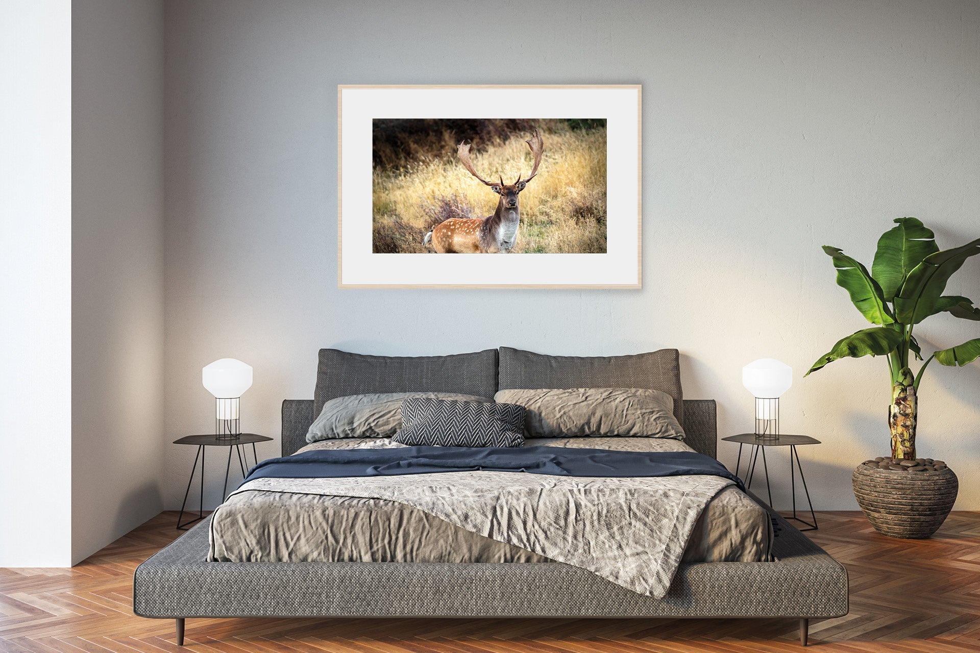 Fallow Buck photo