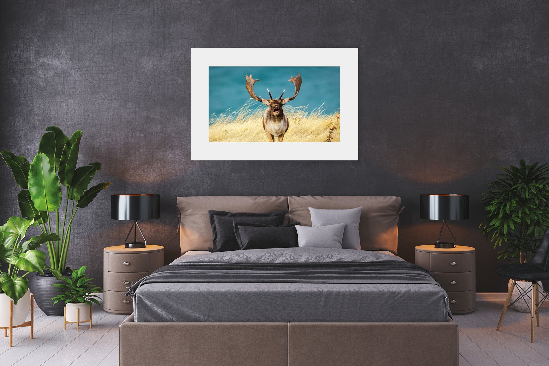 New Zealand fallow buck photography print