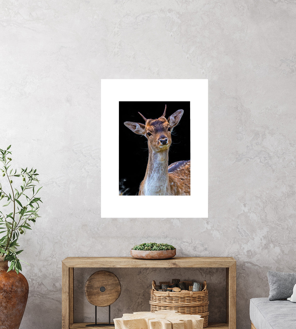 Fallow Buck images