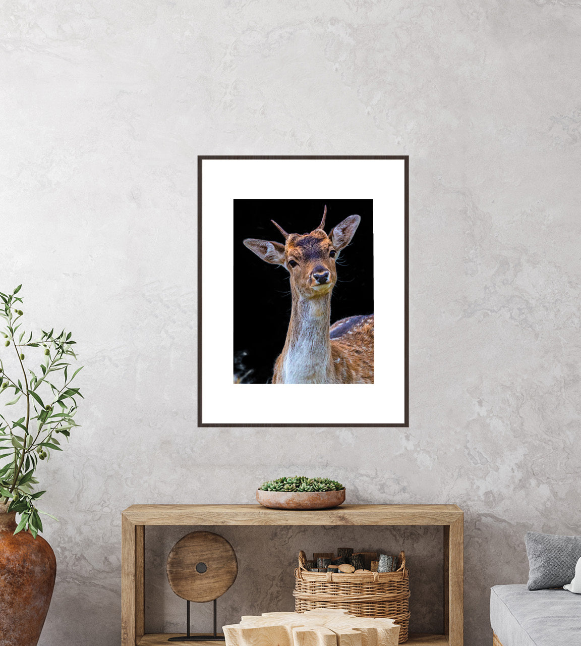 Fallow Buck images