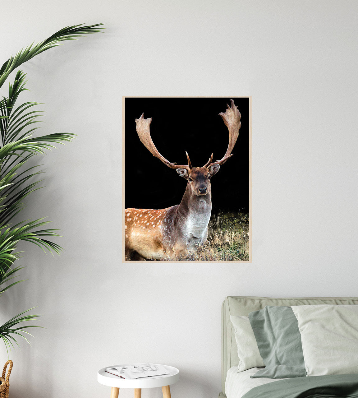fallow buck photo images