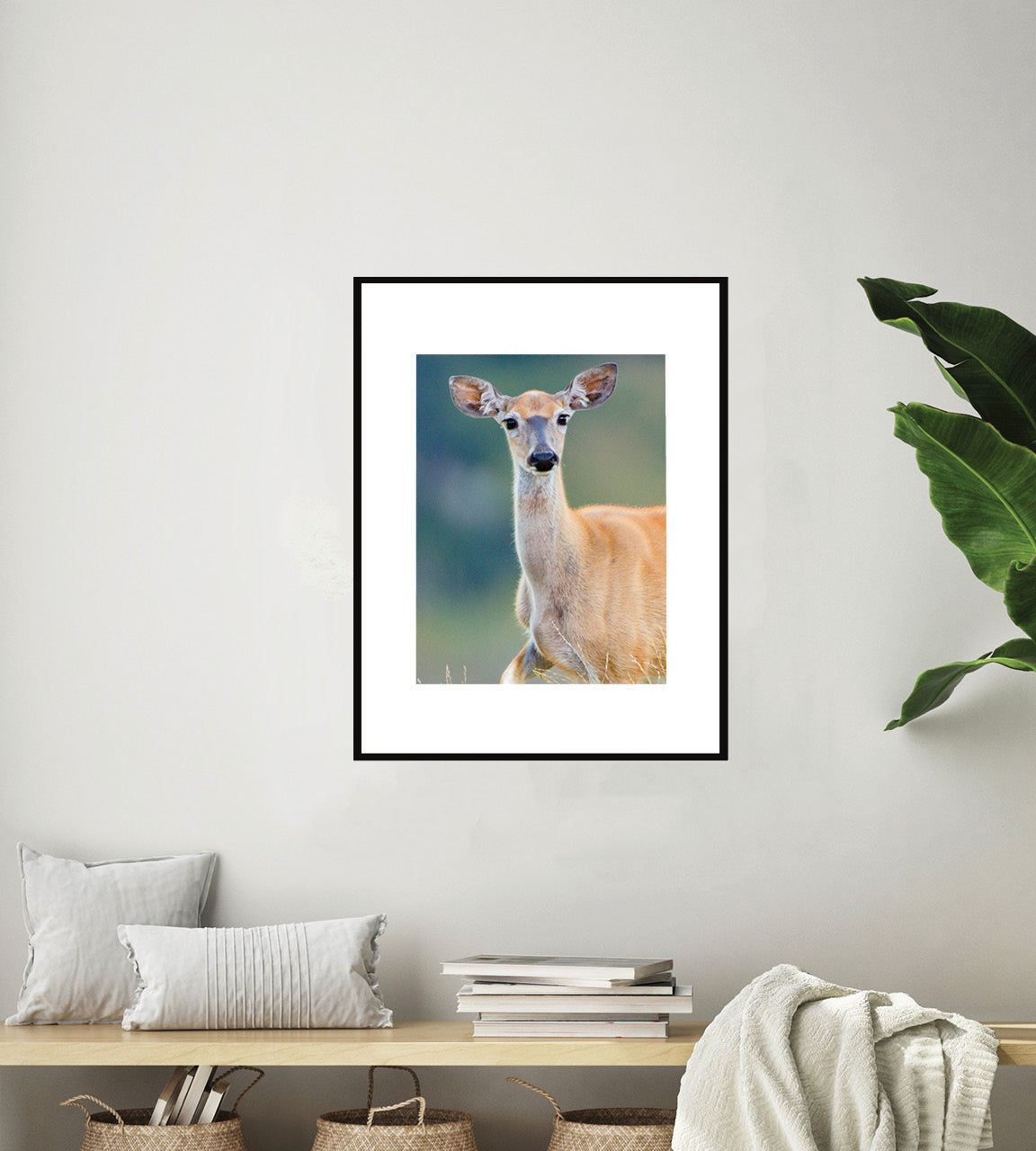 New Zealand Whitetail Deer