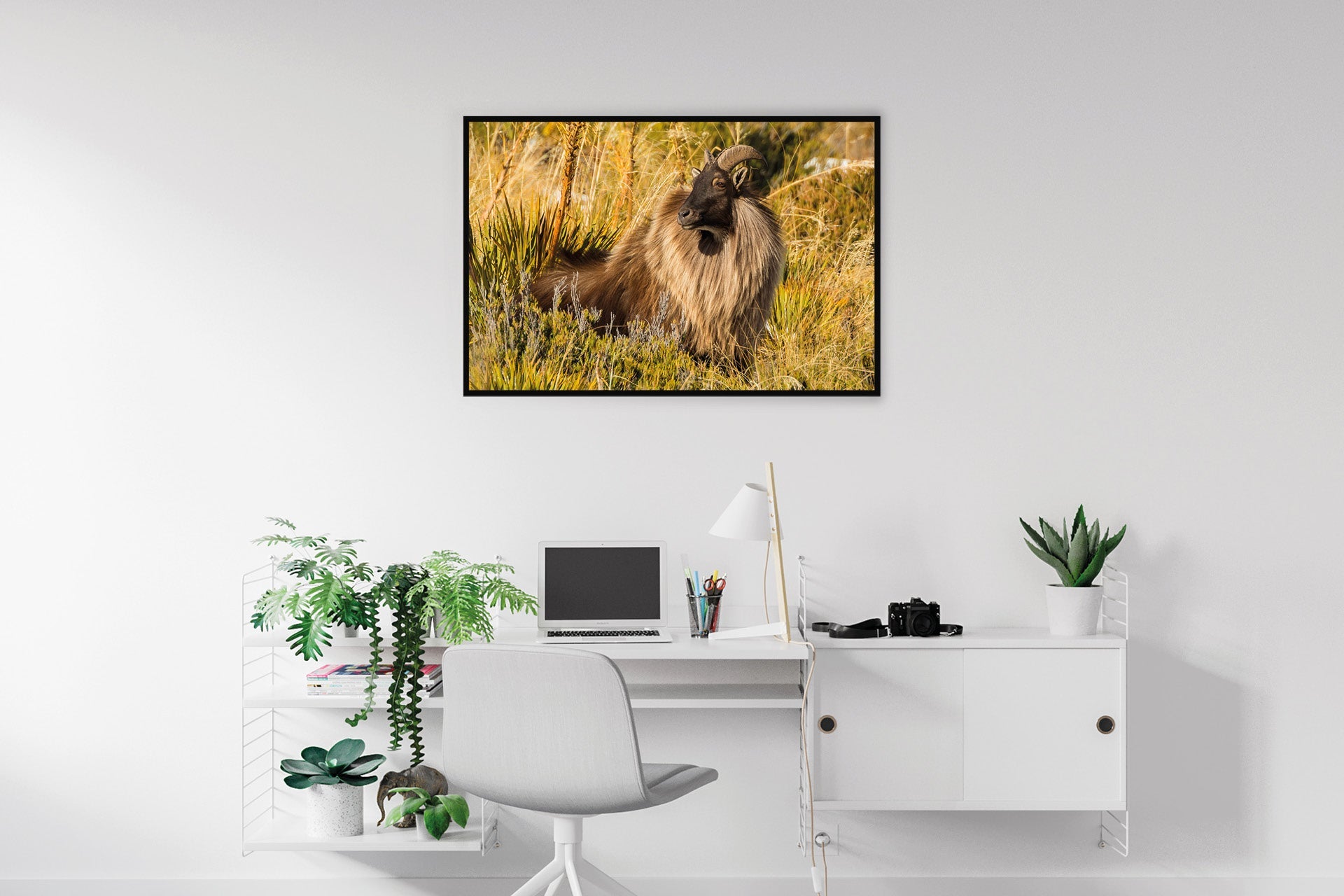 Himalayan Bull tahr pictures
