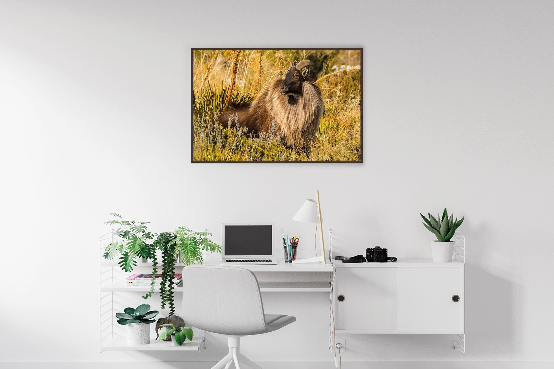 New Zealand tahr photo wall print
