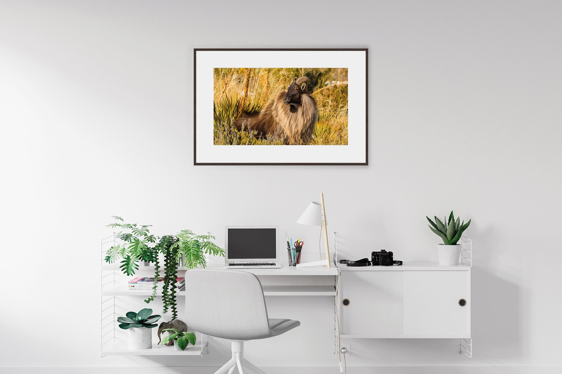 New Zealand tahr photo wall print