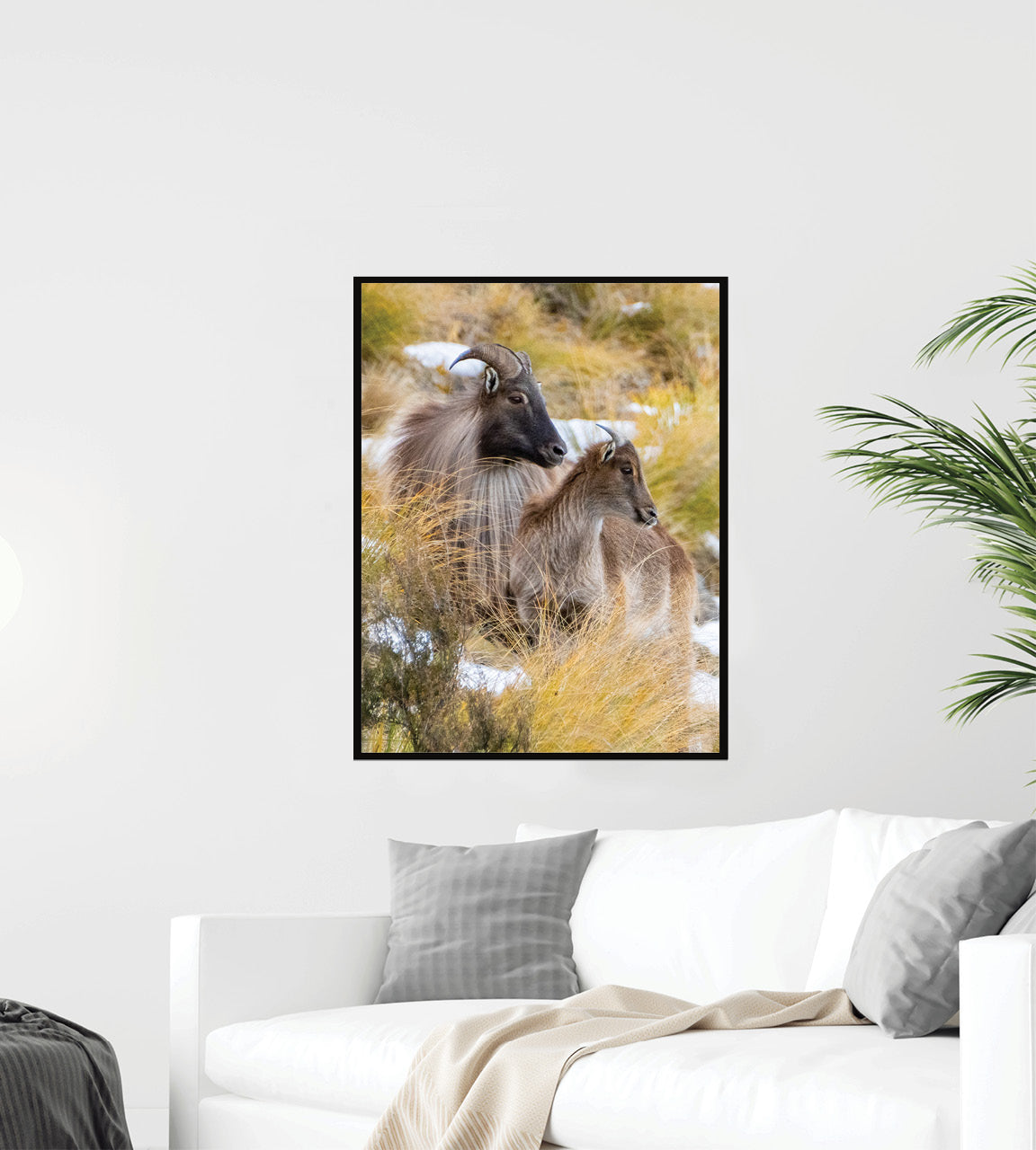 Himalayan Tahr wall photo