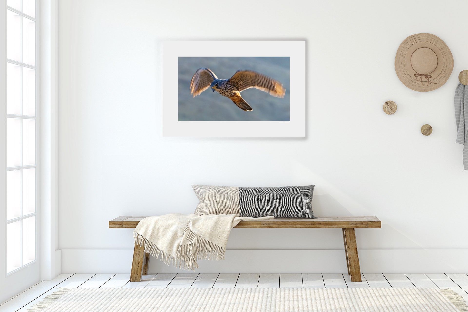 nz falcon photo wall prints