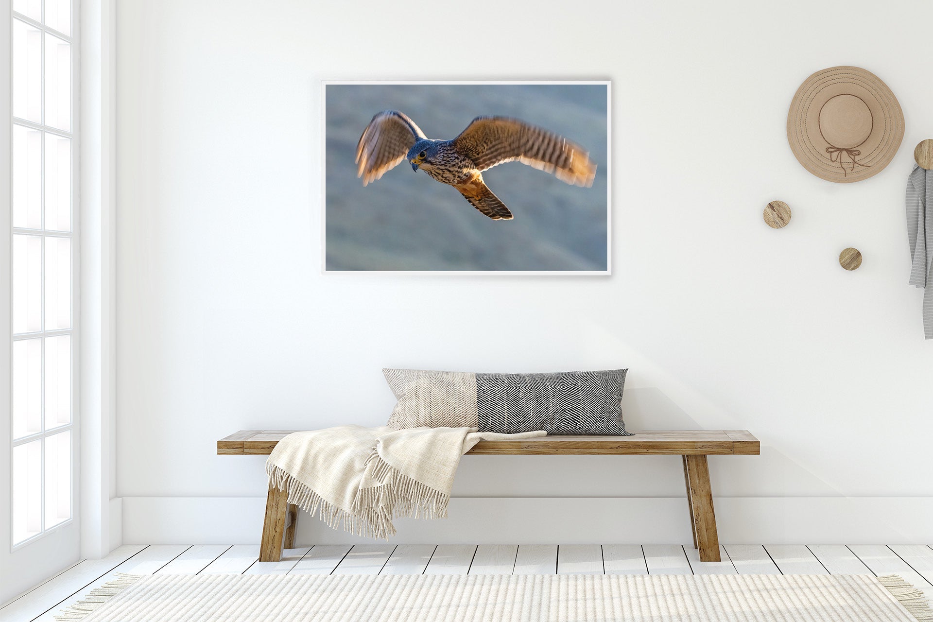 new zealand falcon wall print image