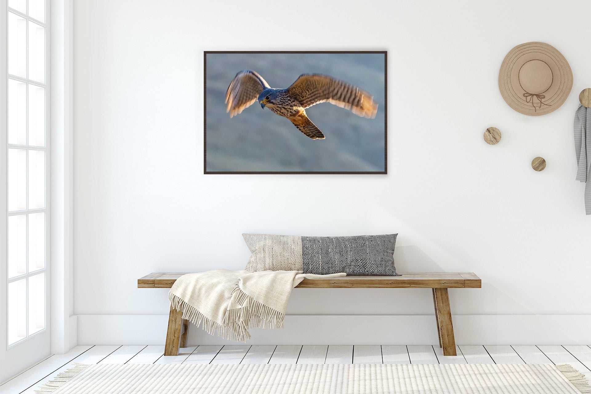 nz native falcon wall prints
