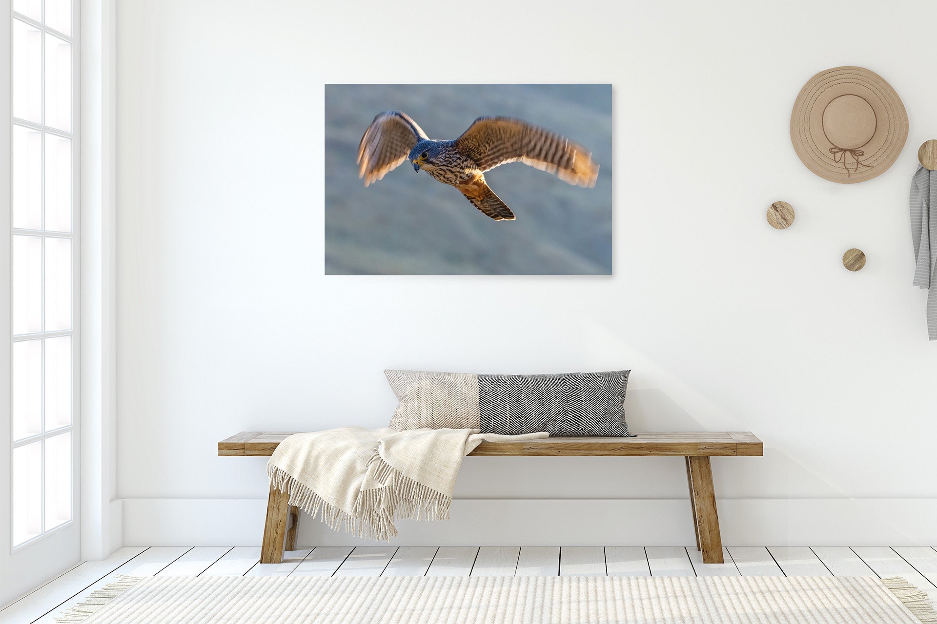 new zealand falcon wall print image
