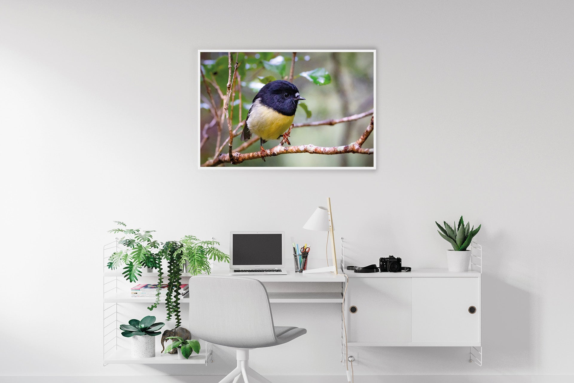 The Tomtit | New Zealand Tomtit in Fiordland — Wildlife Portrait