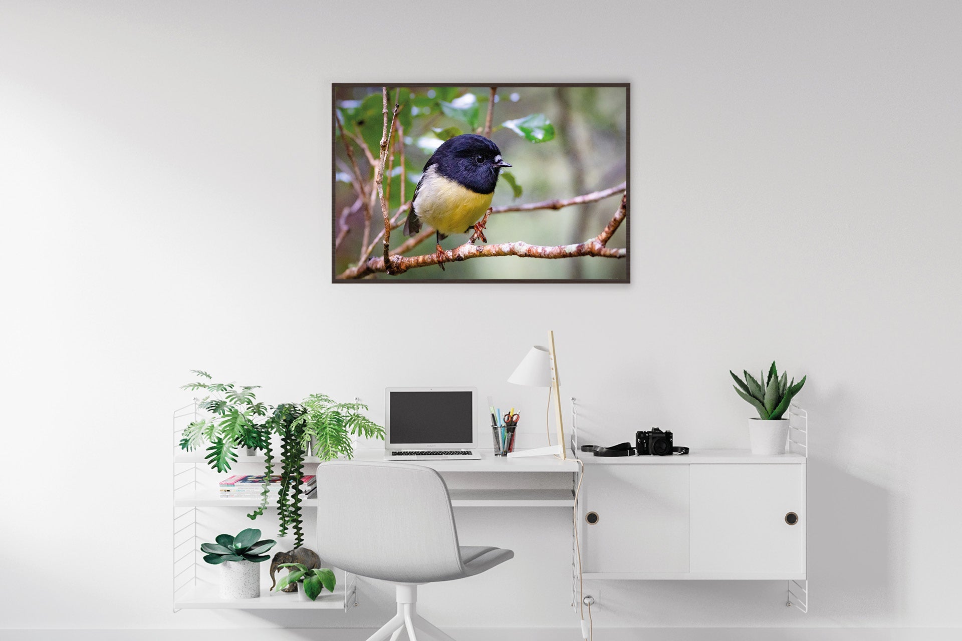 The Tomtit | New Zealand Tomtit in Fiordland — Wildlife Portrait