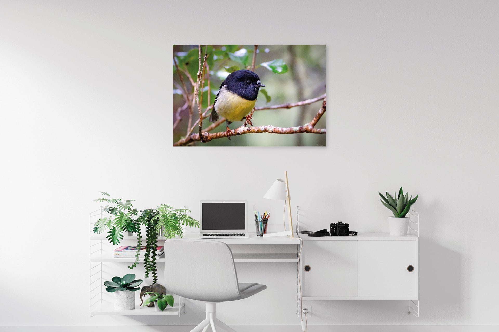 The Tomtit | New Zealand Tomtit in Fiordland — Wildlife Portrait