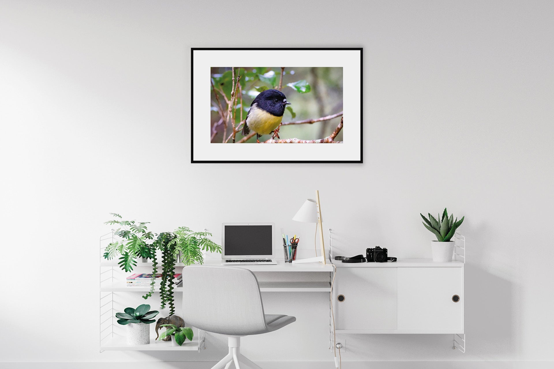 The Tomtit | New Zealand Tomtit in Fiordland — Wildlife Portrait