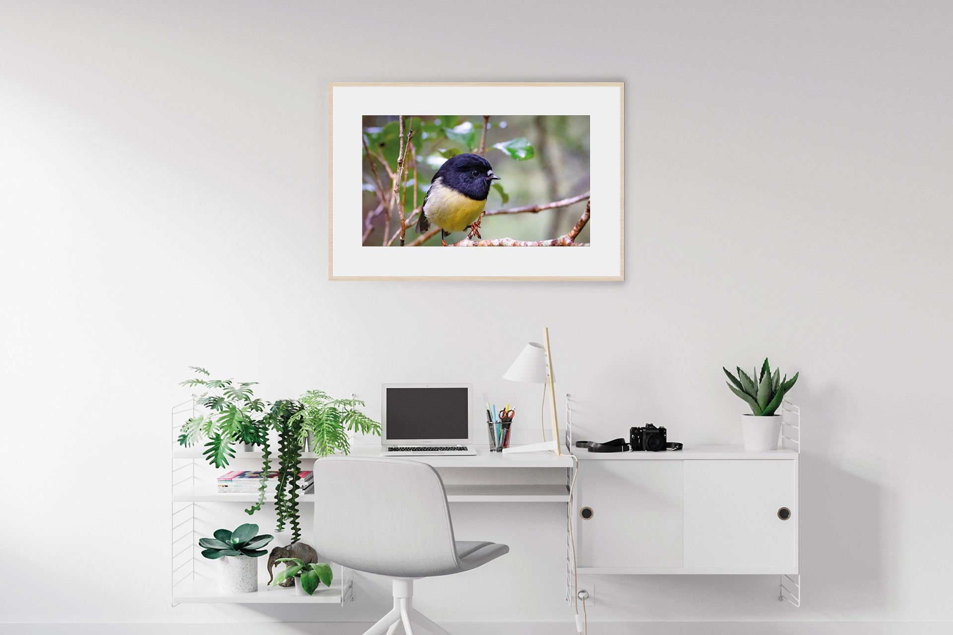 The Tomtit | New Zealand Tomtit in Fiordland — Wildlife Portrait