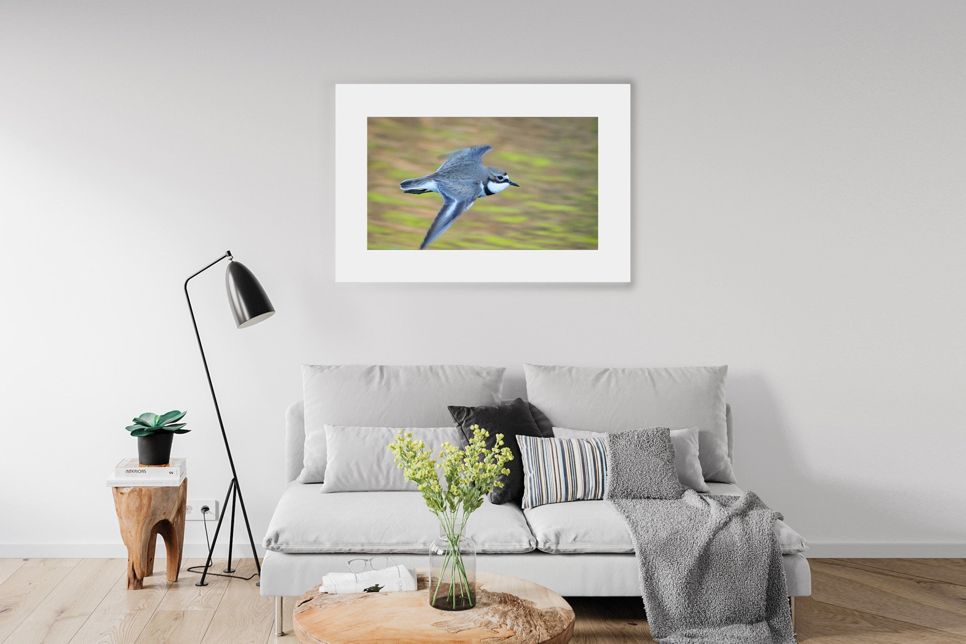Fly By | New Zealand Banded Dotterel — Flying Portrait