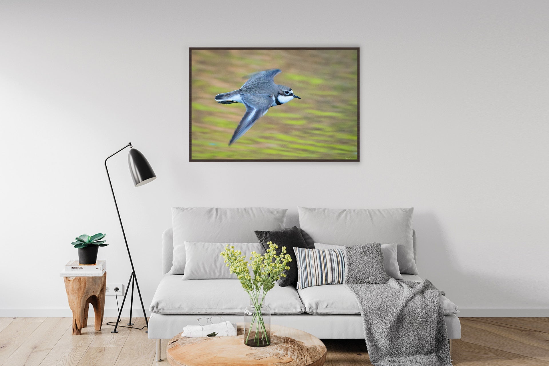 Fly By | New Zealand Banded Dotterel — Flying Portrait