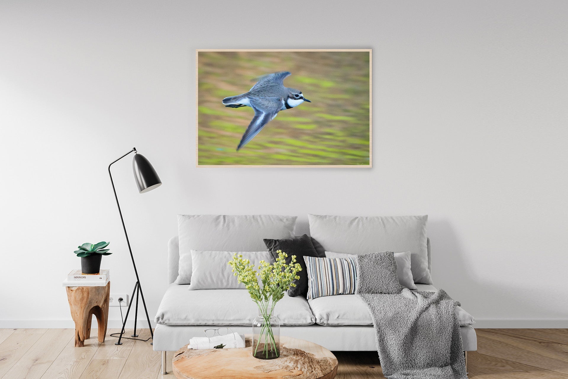 Fly By | New Zealand Banded Dotterel — Flying Portrait