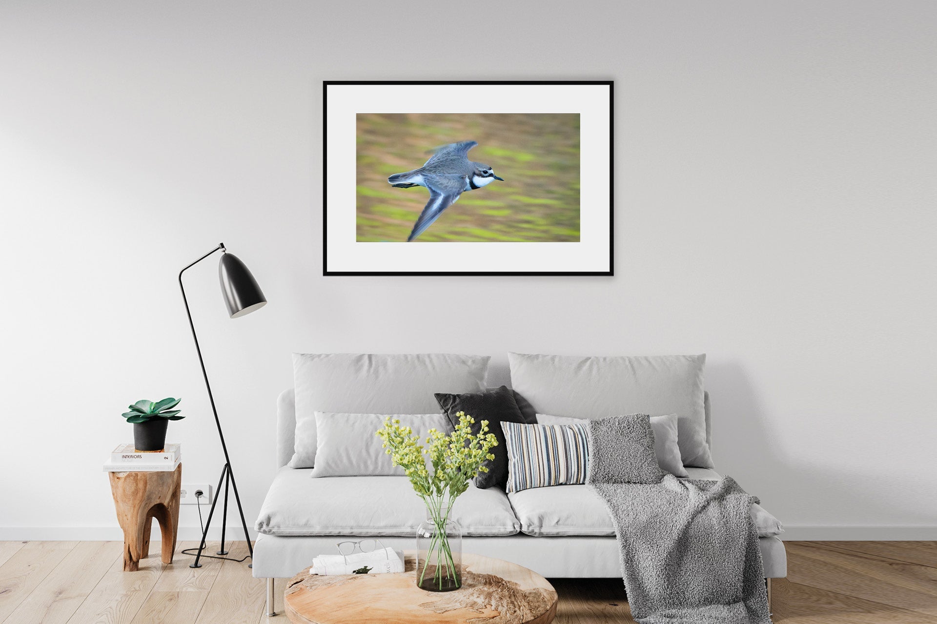 Fly By | New Zealand Banded Dotterel — Flying Portrait