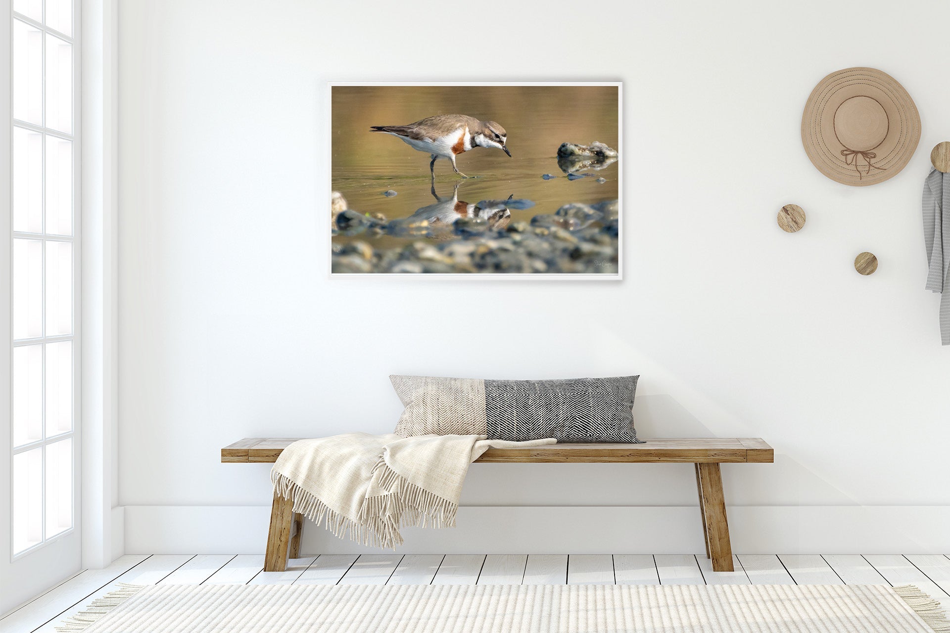 I See You | New Zealand Banded Dotterel — Braided River Foraging