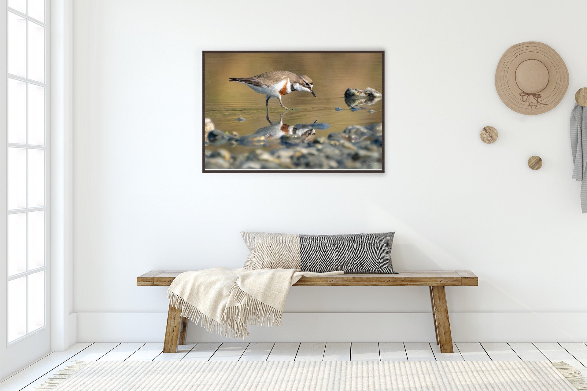 I See You | New Zealand Banded Dotterel — Braided River Foraging