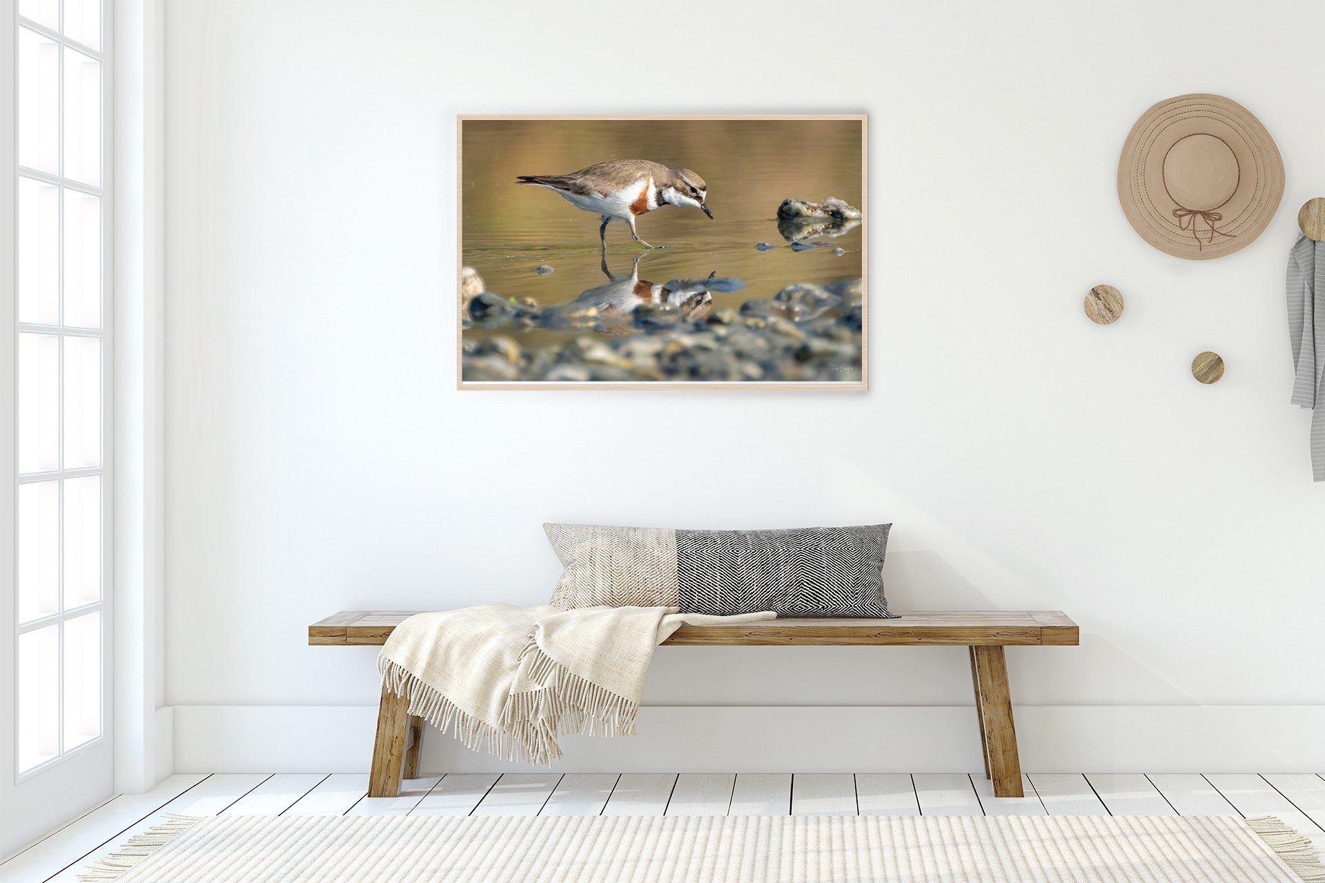 I See You | New Zealand Banded Dotterel — Braided River Foraging