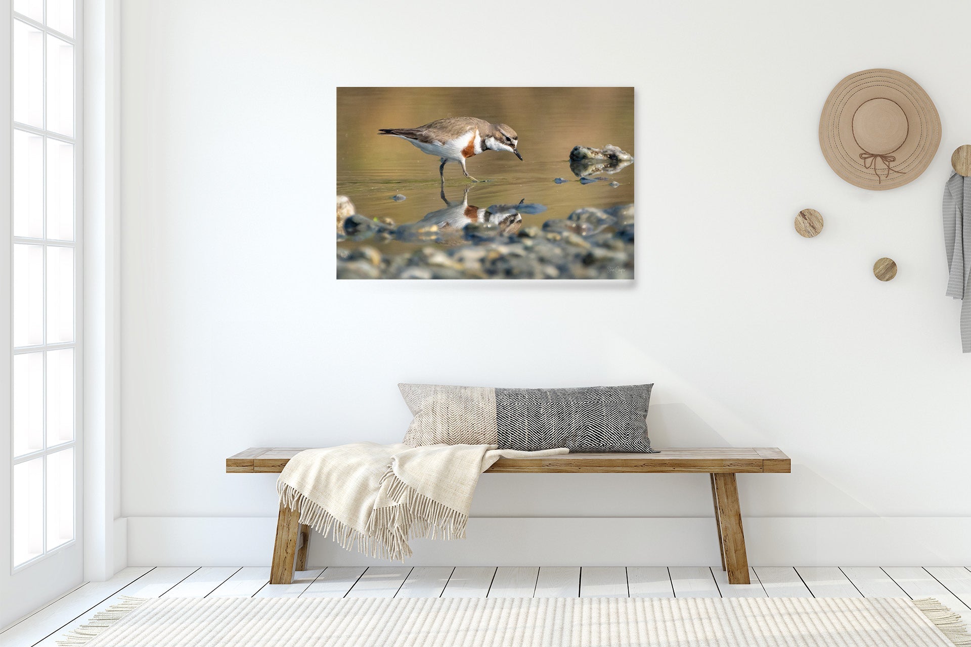 I See You | New Zealand Banded Dotterel — Braided River Foraging