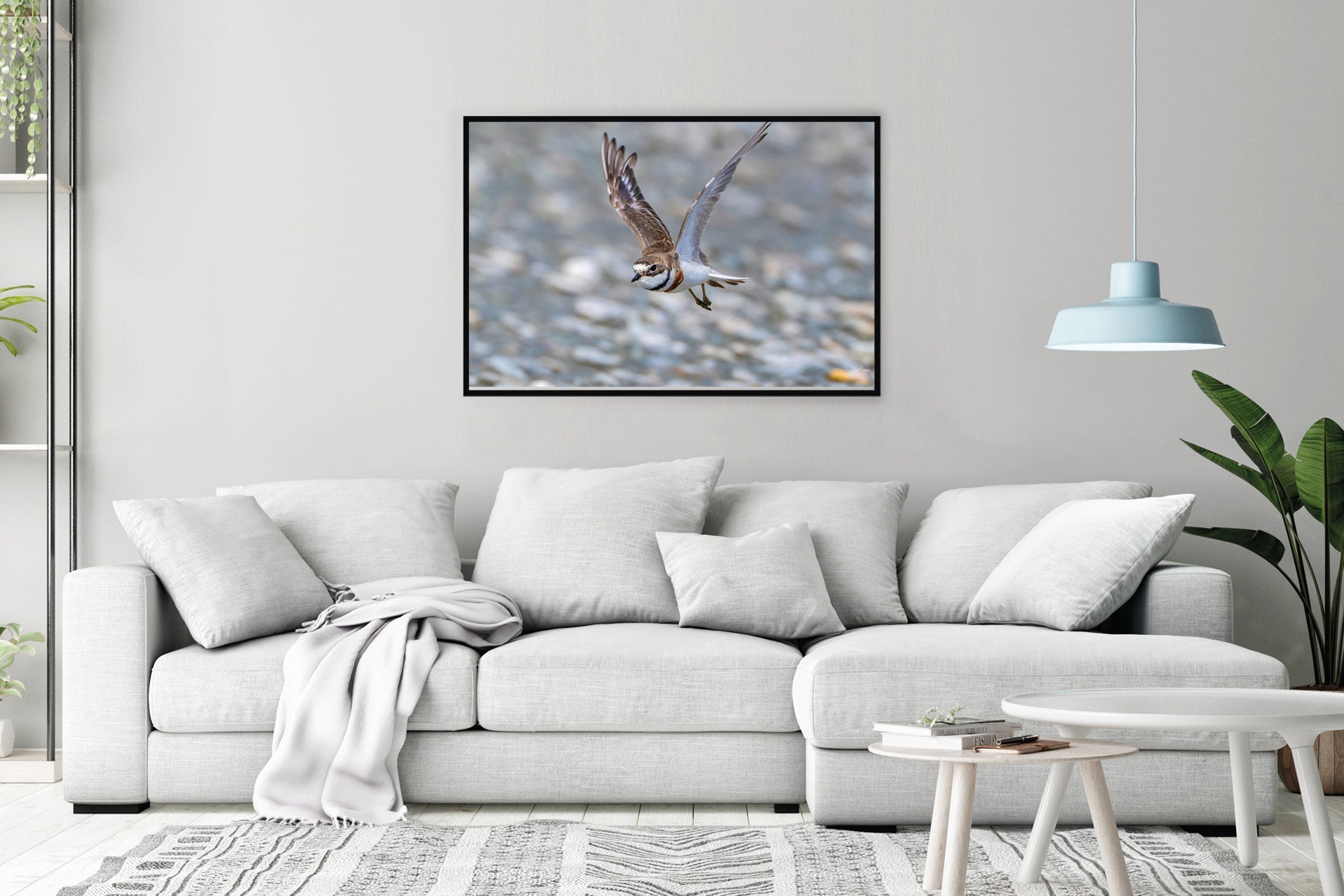 The Defender | New Zealand Banded Dotterel — Coastal Defender Portrait