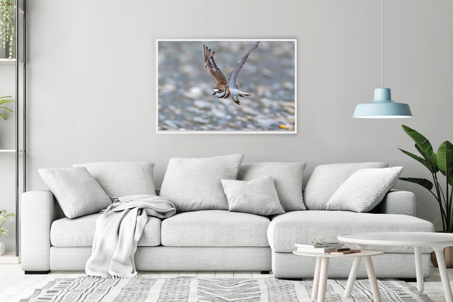 The Defender | New Zealand Banded Dotterel — Coastal Defender Portrait