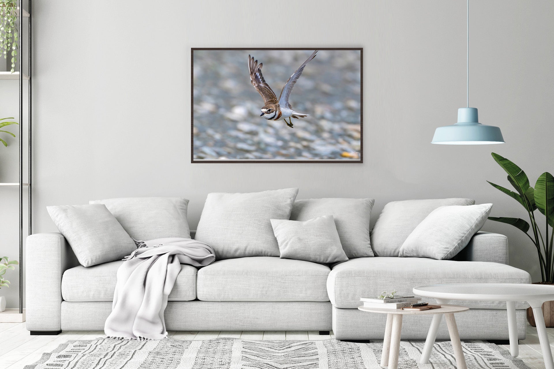 The Defender | New Zealand Banded Dotterel — Coastal Defender Portrait