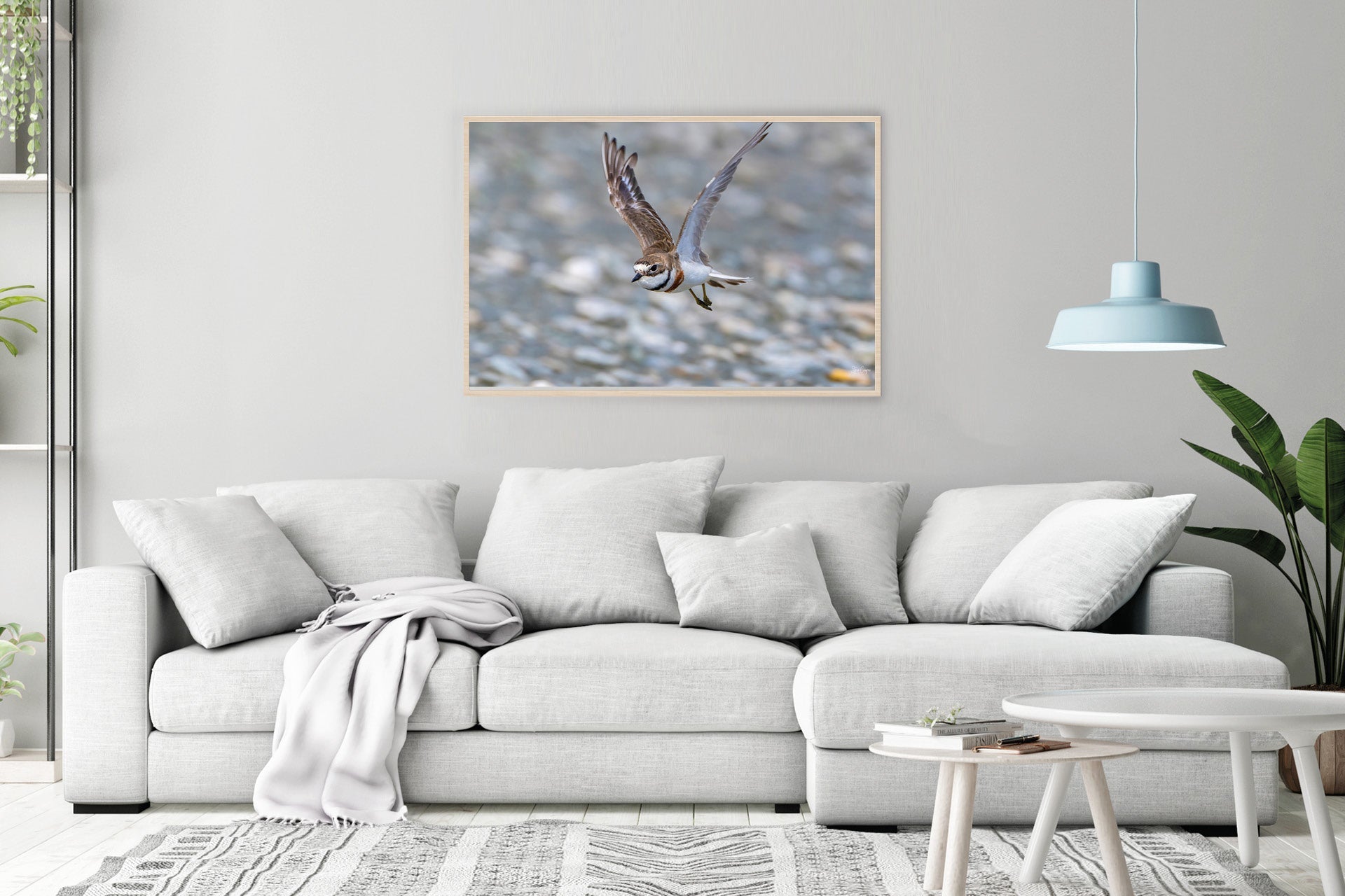The Defender | New Zealand Banded Dotterel — Coastal Defender Portrait