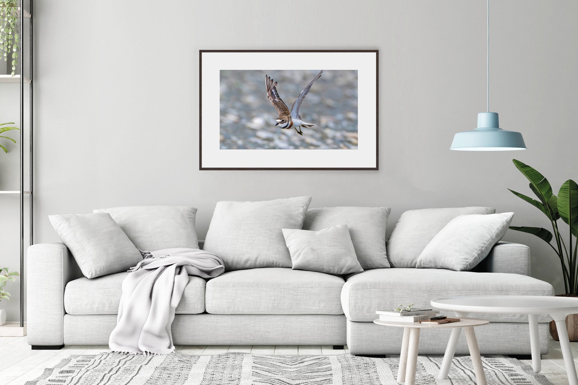 The Defender | New Zealand Banded Dotterel — Coastal Defender Portrait