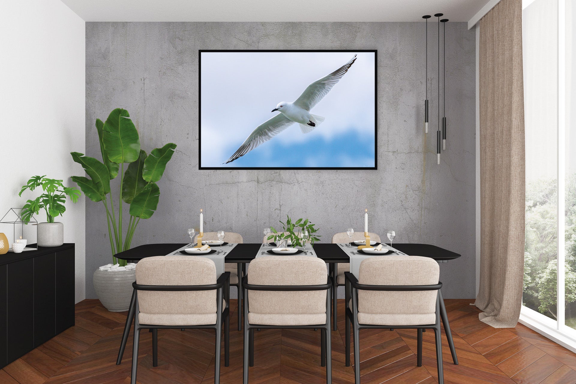 Black Billed Gull | New Zealand Black-Billed Gull — Inland Breeding Portrait