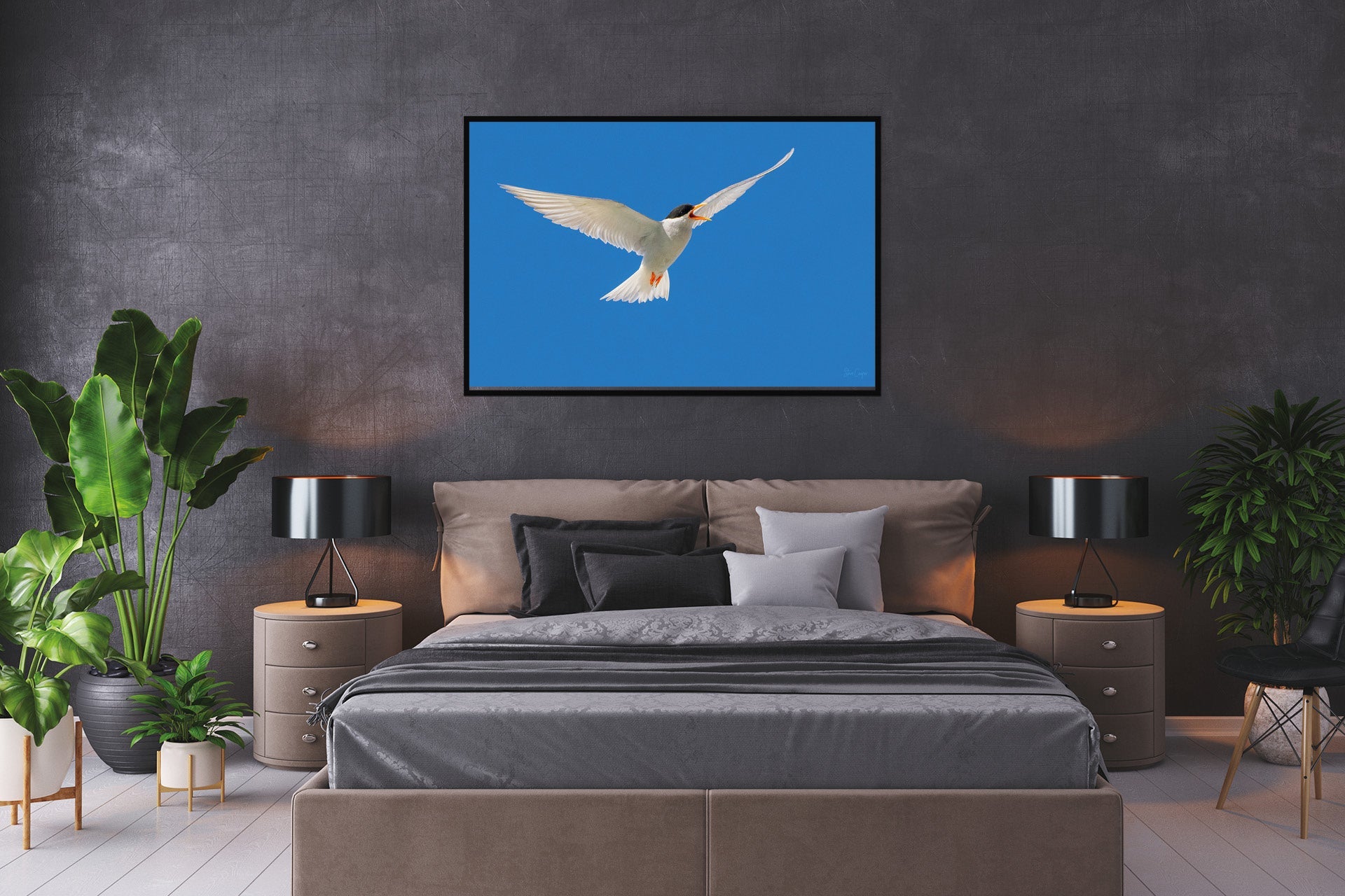 Black Fronted Tern | New Zealand Black-fronted Tern — Endangered Inland Bird