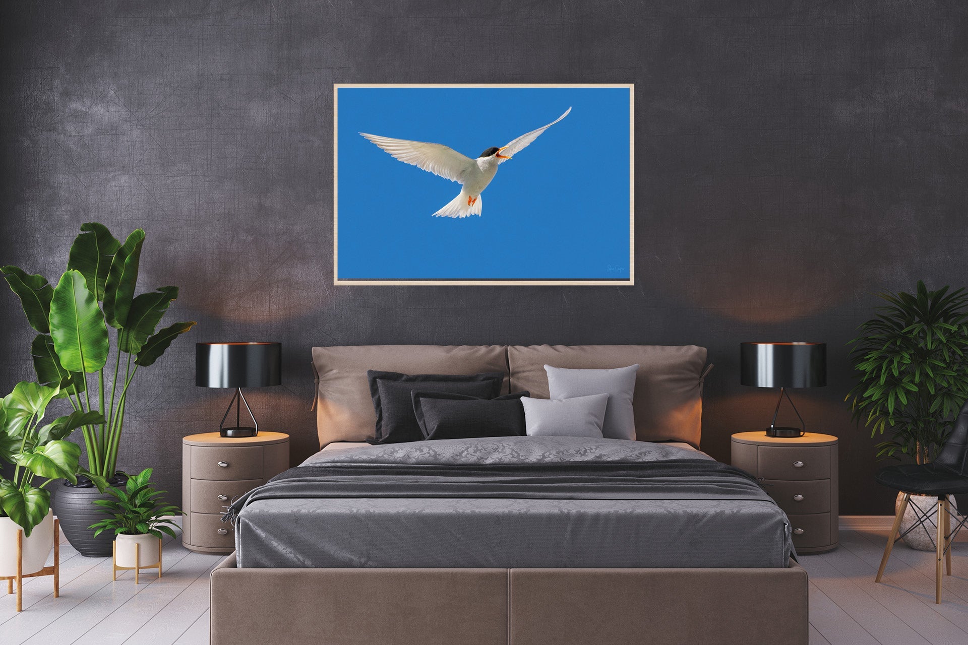 Black Fronted Tern | New Zealand Black-fronted Tern — Endangered Inland Bird