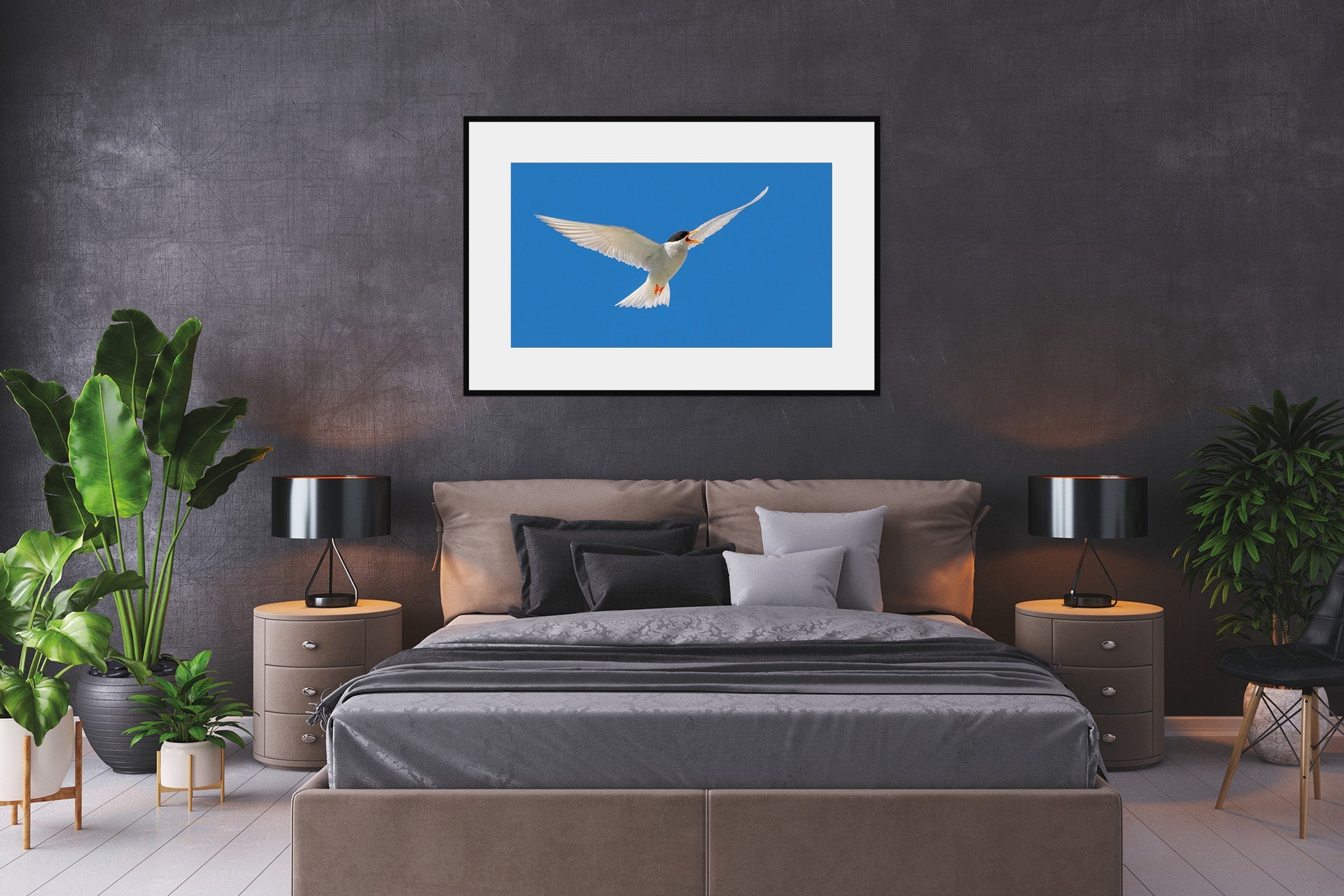 Black Fronted Tern | New Zealand Black-fronted Tern — Endangered Inland Bird
