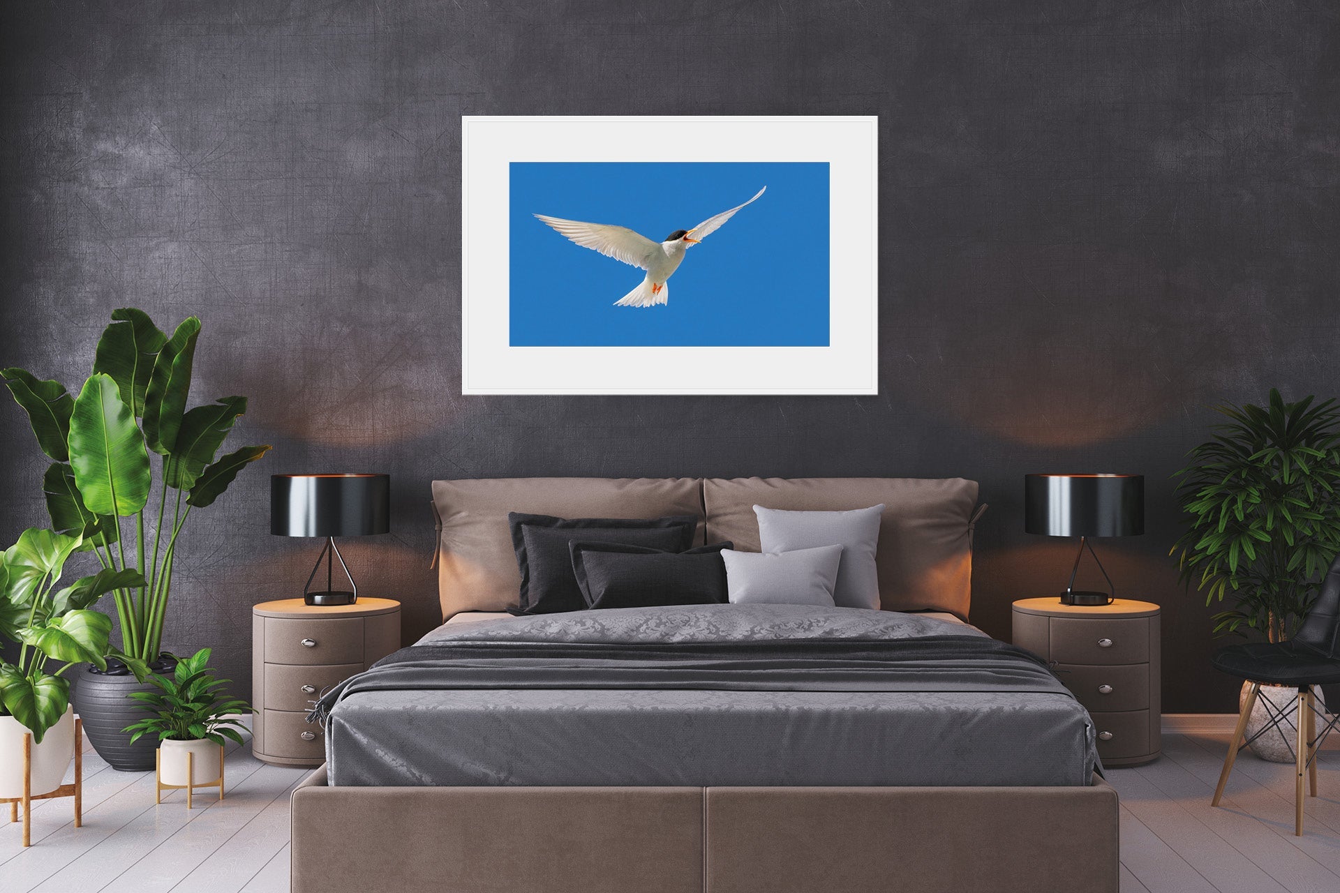 Black Fronted Tern | New Zealand Black-fronted Tern — Endangered Inland Bird