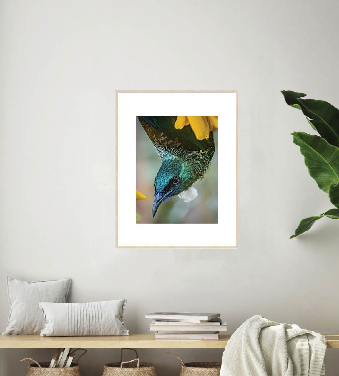 Hanging Around | New Zealand Tui Nectar Frenzy — Wildlife Portrait