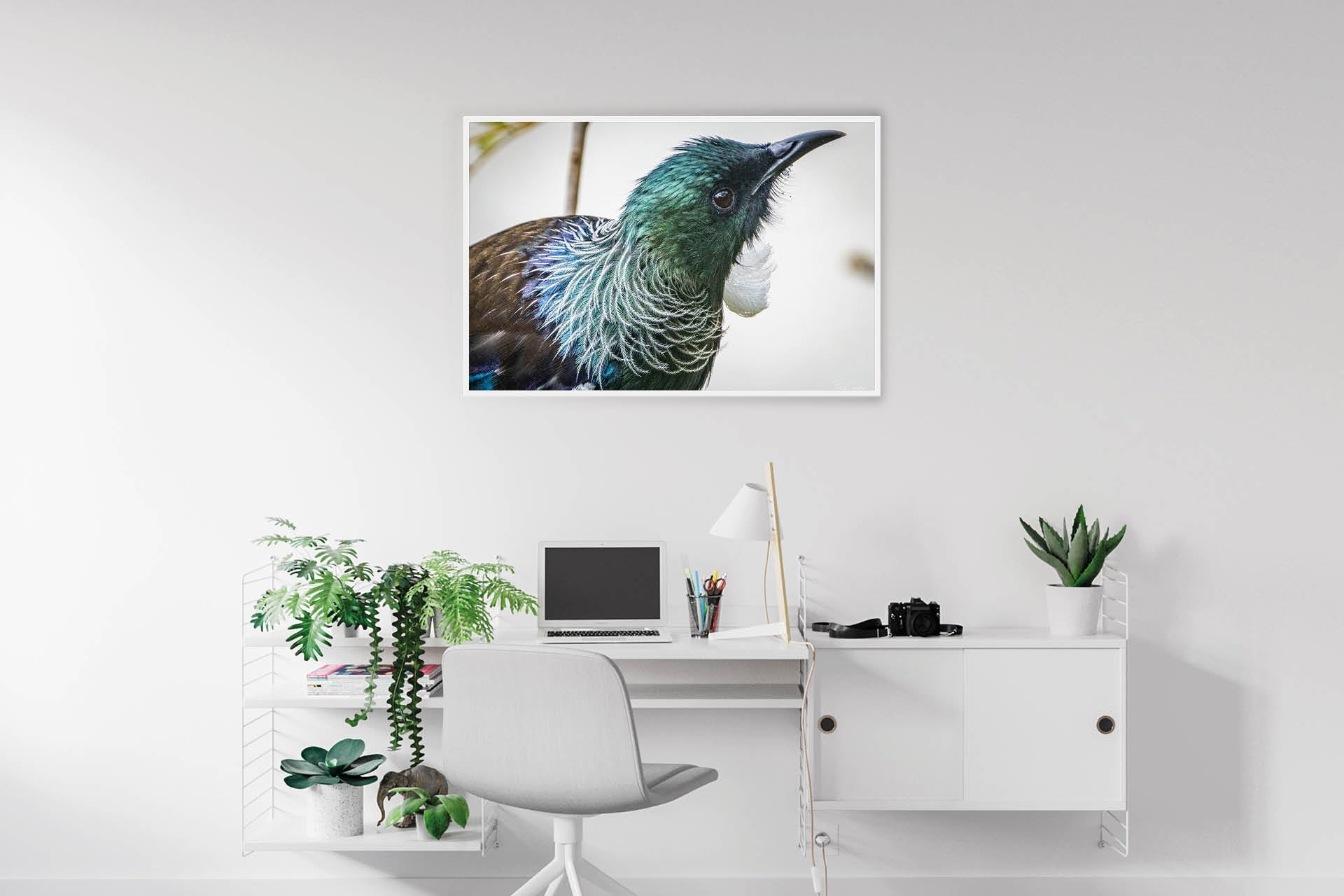 Deep in the Nectar Garden | New Zealand Tui Strategising in Kowhai Tree — Wildlife Portrait