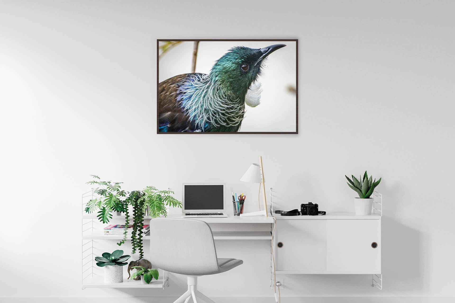 Deep in the Nectar Garden | New Zealand Tui Strategising in Kowhai Tree — Wildlife Portrait