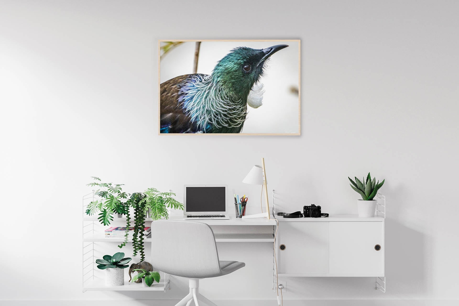 Deep in the Nectar Garden | New Zealand Tui Strategising in Kowhai Tree — Wildlife Portrait