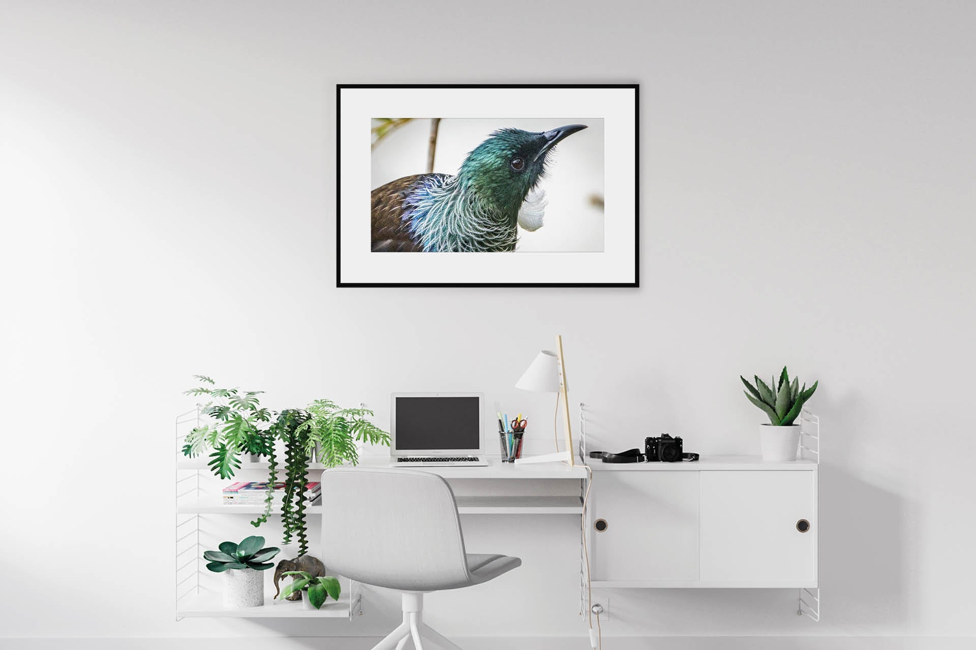 Deep in the Nectar Garden | New Zealand Tui Strategising in Kowhai Tree — Wildlife Portrait