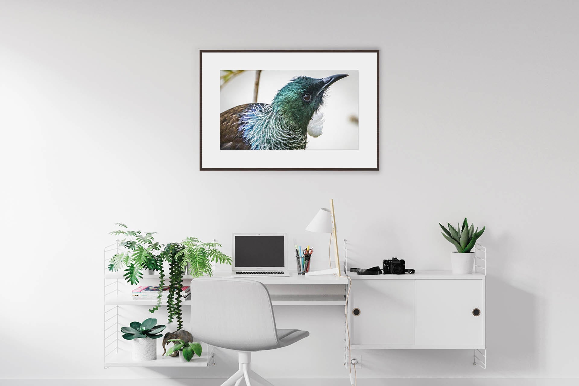 Deep in the Nectar Garden | New Zealand Tui Strategising in Kowhai Tree — Wildlife Portrait