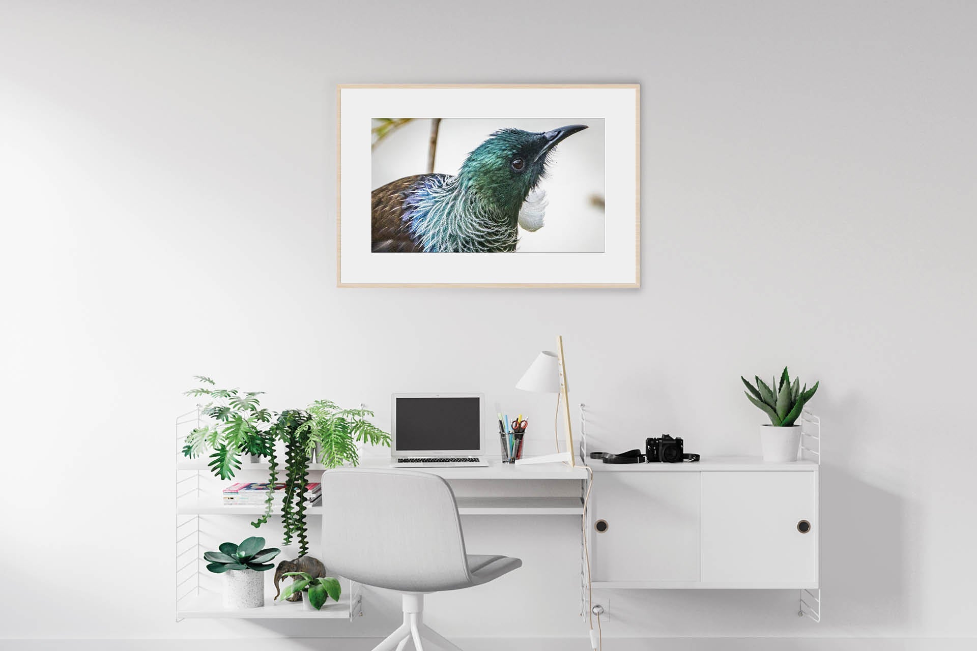 Deep in the Nectar Garden | New Zealand Tui Strategising in Kowhai Tree — Wildlife Portrait