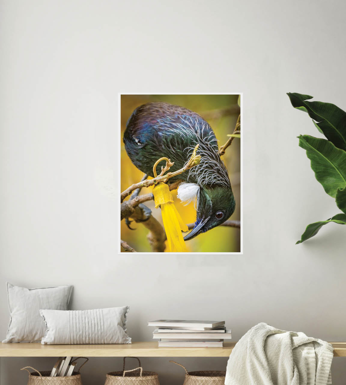The Very Last Drop | New Zealand Tui Extracting Kowhai Nectar — Wildlife Portrait