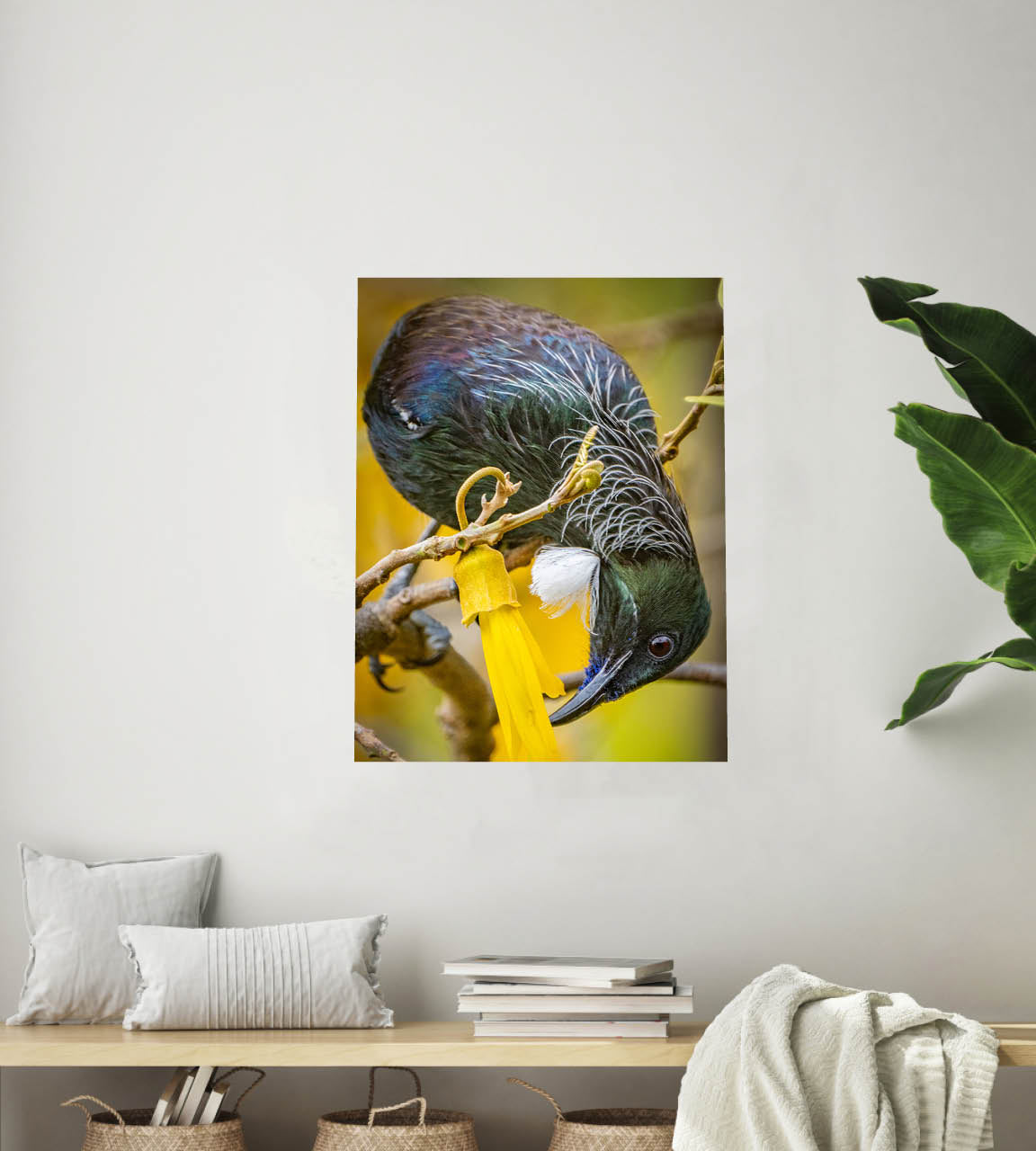The Very Last Drop | New Zealand Tui Extracting Kowhai Nectar — Wildlife Portrait