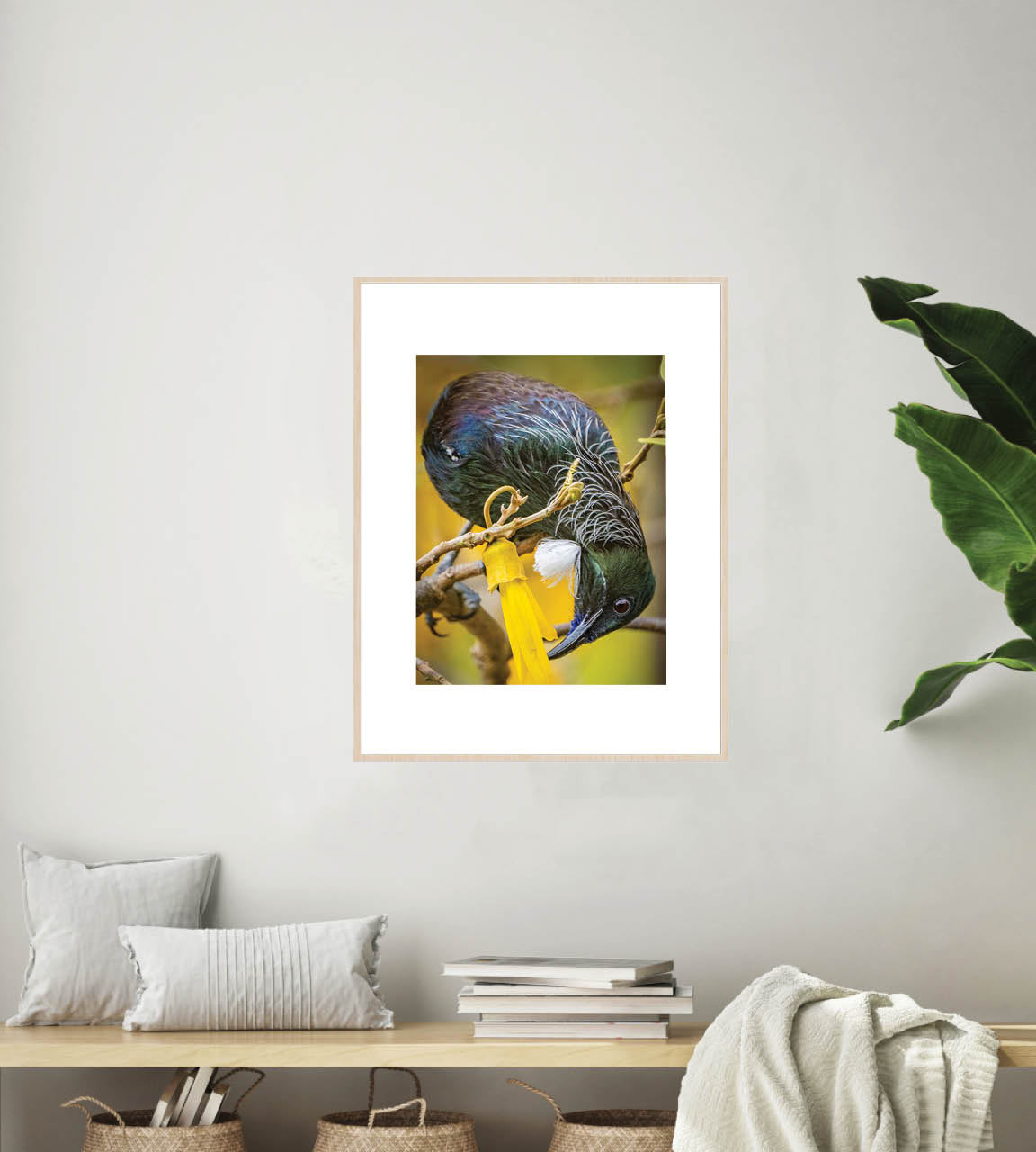 The Very Last Drop | New Zealand Tui Extracting Kowhai Nectar — Wildlife Portrait