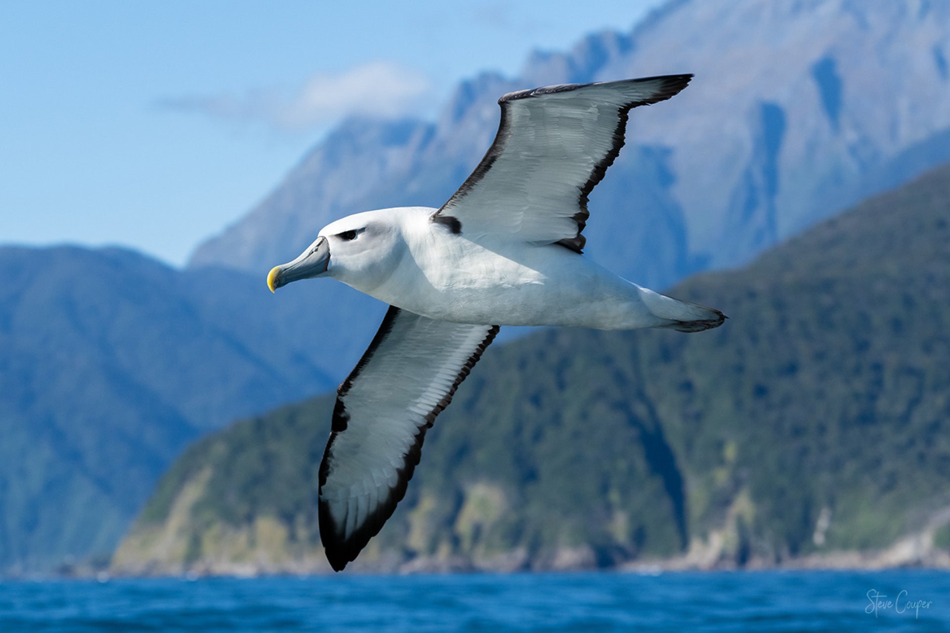 Majestic Bullers Mollymawk (Thalassarche bulleri) soaring over Fiordland's coastal waters in New Zealand, with intricate feathers and wide wingspan against misty fjords